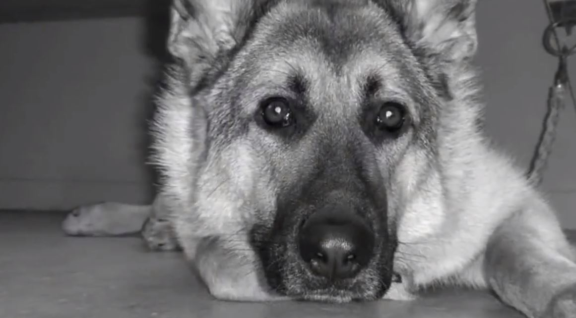 Sahipleri Uyurken Köpeğin Her Gece Yaptığını Görenler Gözyaşlarını Tutamadılar 