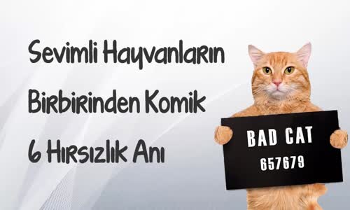 Sevimli Hayvanların Hırsızlık Anları