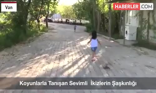 İlk Kez Koyun Gören İkizlerin Şaşkınlığı Görülmeye Değer