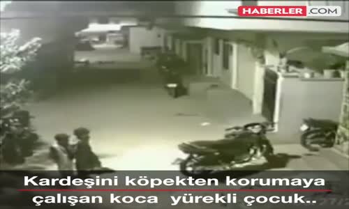 Sokak Köpeklerine Kafa Tutan Koca Yürekli Çocuk