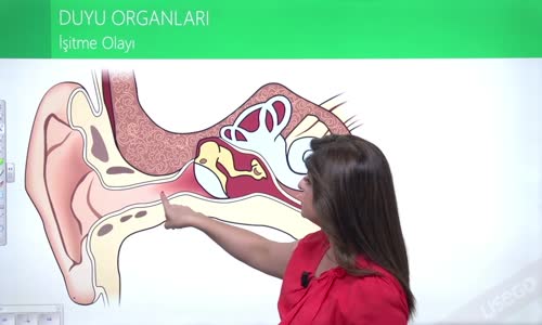 EBA BİYOLOJİ LİSE - DUYU ORGANLARI; KULAK VE DERİ -  İŞİTME OLAYI