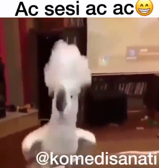 Aç Sesi Aç Aç Papagan