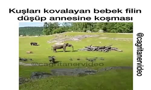 Kuşları Kovalayan Bebek Filin Düşüp Annesine Koşması