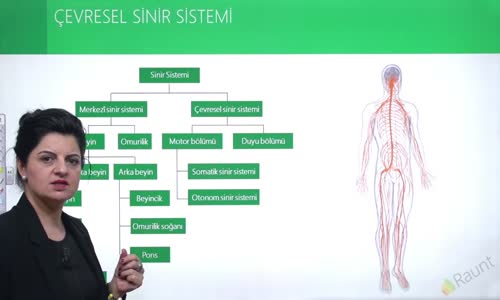 EBA BİYOLOJİ LİSE - İNSANDA SİNİR SİSTEMİ; ÇEVRESEL SİNİR SİSTEMİ - ÇEVRESEL SİNİR SİSTEMİ