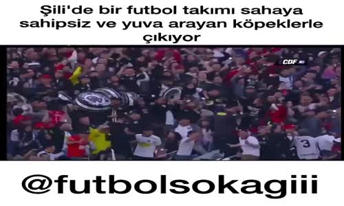 Sahaya Sahipsiz Köpeklerle Çıkan Futbolcular 