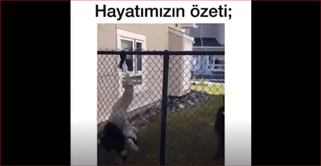 Tellere Takılan Çocuk