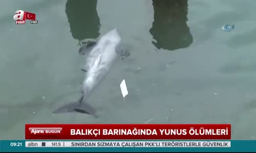 Balıkçı Barınagında Yunus Ölümleri