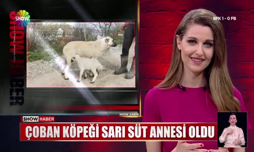 Kuzuya süt annelik yapan çoban köpeği