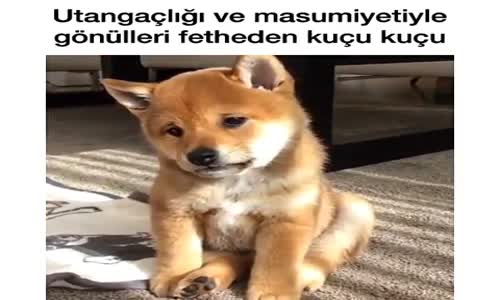 Depresyona Girmiş Köpek 