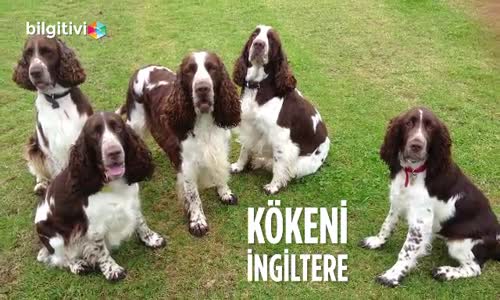 English Springer Cinsi Köpeklerin Özellikleri