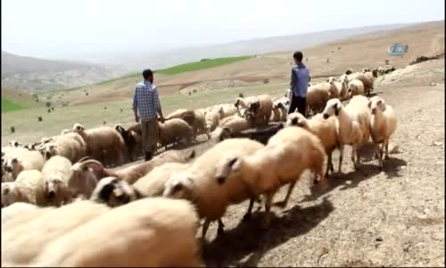 Koyun Sağıp, Çobanlık Yapan Habib’in TEOG Başarısı