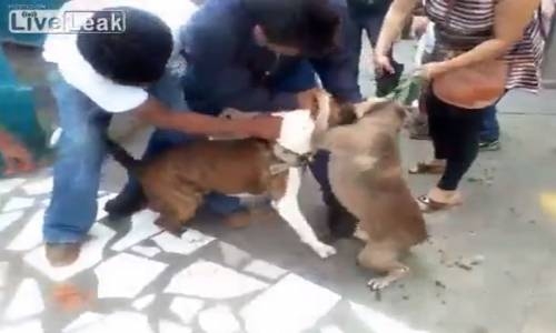 Sokak Ortasında Köpeklerin Kavgası