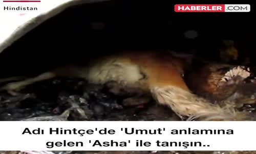 Adı Hintçe'de Umut Anlamına Gelen Asha