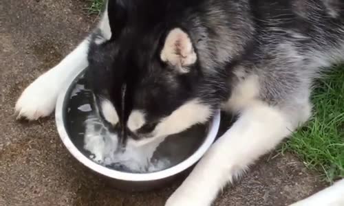 Su İle Oyun Oynayan Köpek