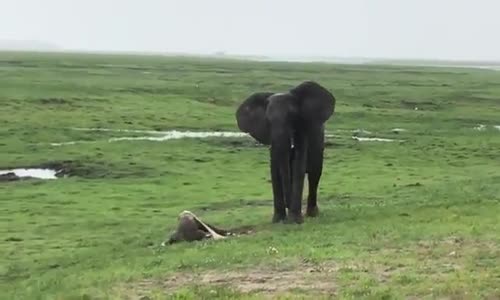 Yeni Doğan Yavruyu Koruma Altına Alan Fil Ailesi