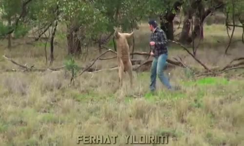 Kanguru Yediği Yumrukla Şoka Giriyor