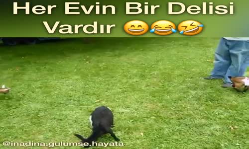 Yerinde Duramayan Yavru Keçi