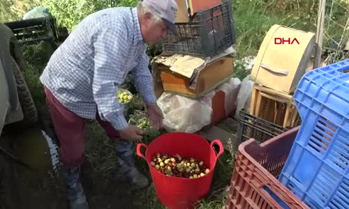 Afyonkarahisarlı hünnap yetiştiricisi- 'Portakaldan 20 kat daha fazla C vitamini var'