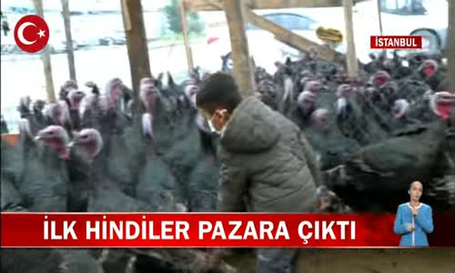 Hindiler Satışa Çıktı! Hindi Fiyatları Ne Kadar- İşte Detaylar