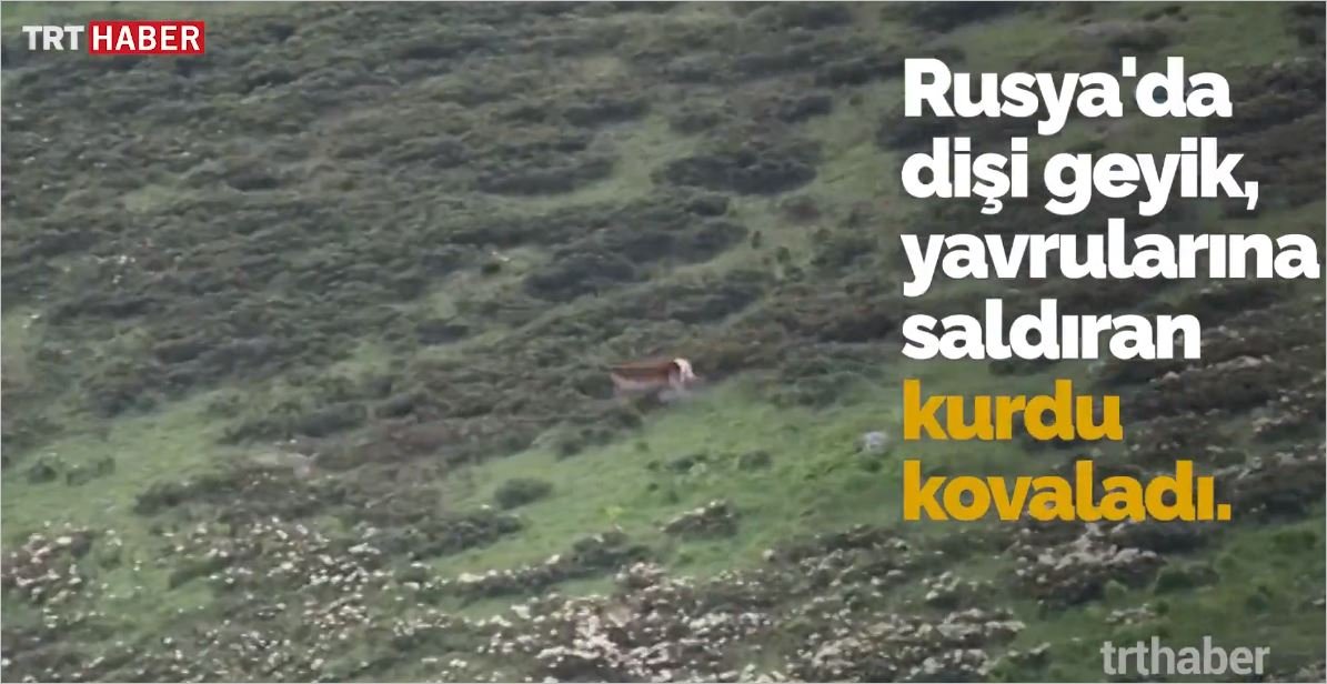 Yavrularına Saldırmaya Çalışan Kurdu Kovalayan Geyik