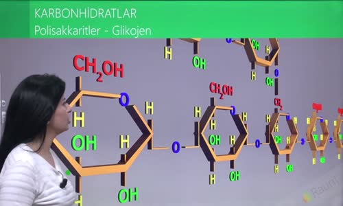 EBA BİYOLOJİ LİSE - CANLILARIN YAPISINDA BULUNAN TEMEL BİLEŞİKLER - KARBONHİDRATLAR - POLİSAKKARİTLER , GLİKOJEN