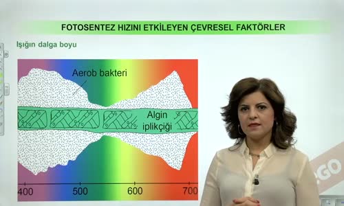 EBA BİYOLOJİ LİSE - CANLILARDA ENERJİ, FOTOSENTEZ VE KEMOSENTEZ - FOTOSENTEZ HIZINI ETKİLEYEN FAKTÖRLER - IŞIĞIN DALGA BOYU