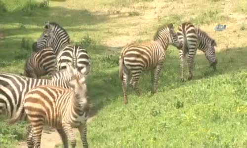 Bursa Hayvanat Bahçesinin Bebek Üyeleri İlgi Odağı Oldu