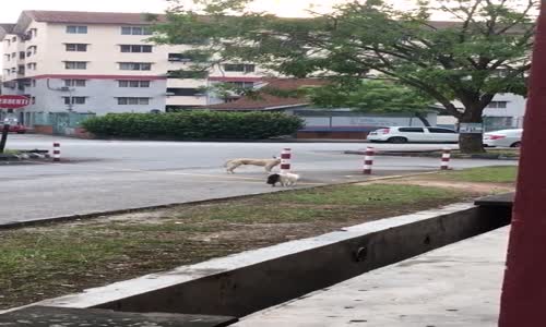 Heybetli Kediden Korkan Köpekcik