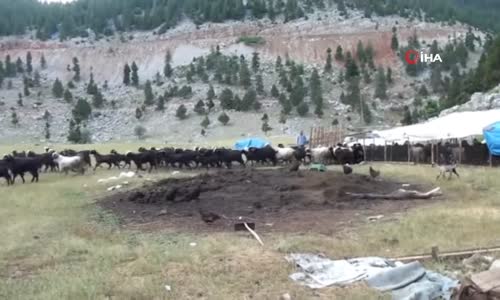 Binlerce Keçi Çobanların Nezaretinde Günlerce Süren Yolculukla Aşağı İniyor 