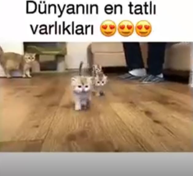 Dünyanın En Tatlı Varlıkları