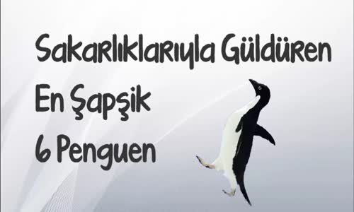 Sakarlıklarıyla Şapşik Penguenler