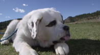 Dünyanın En Uzun Dili Olan Köpeği