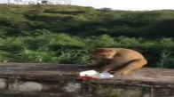 Maymuna Yiyecek Olarak Patlayıcı Vermek