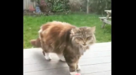 Komşularının Verandasına Düzenli Olarak Çiçek Bırakan Sevimli Kedi